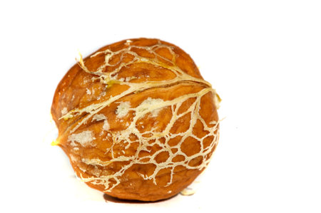 Walnut. The best thing about walnuts is the smell.の写真素材