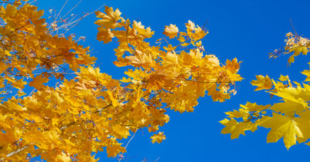 Autumn leaves on the branches of trees. Cascade tangerine red. From kaleidoscopic leaves. Creates a...