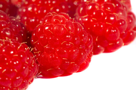 Raspberries. Wild red raspberries produce small, tart red berries. They are delicious fresh but also add flavor to jams or desserts.の写真素材