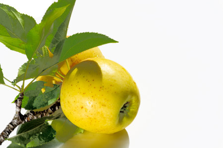 Apple on a white background. Apple tree - an example of true beautyの写真素材