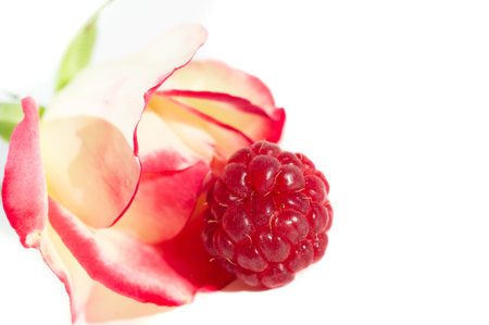 Raspberry. it is a healthy, tasty berry that consumers should enjoy during the summer months. Raspberries are a powerful source of nutrients including vitamin C, manganese,の写真素材