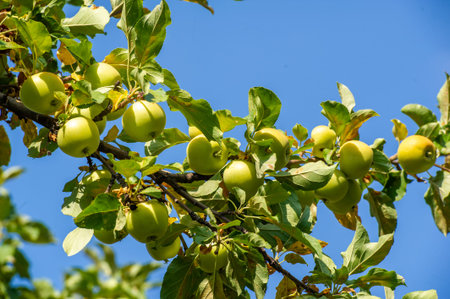 Apples. Apple trees don't need the fruits they produce. However, he gives his whole life to create it for those who do it.の写真素材