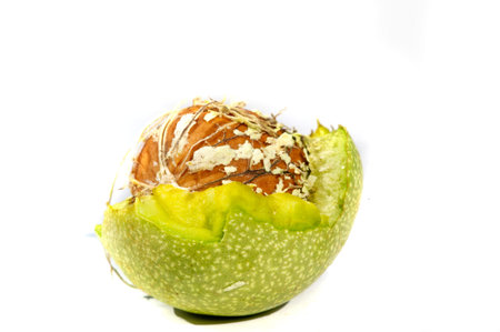 Walnut. I can eat black walnut all the time, it's not the taste of the week!の写真素材