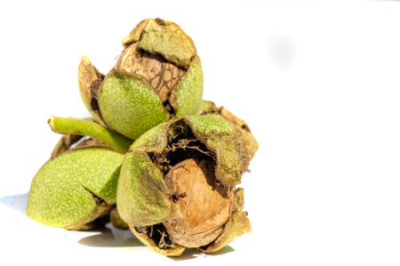 Walnut. I can eat black walnut all the time, it's not the taste of the week!