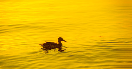 Enjoy the serene beauty of the ducks swimming in the river. Experience serenity and relaxation as you watch the setting sun. Create your own peaceful moment with this serene scene.の写真素材