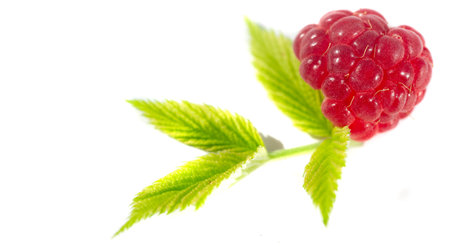 Raspberries are an excellent source of vitamin C, manganese and dietary fiber. They are also a very good source of copper and vitamin K, pantothenic acid, biotin, magnesium, folic acid.の写真素材