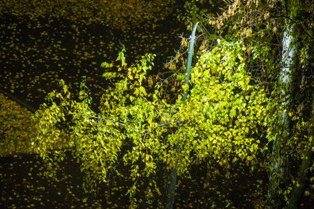 Calm winter scene captured in art The soft light of a lantern illuminates a birch tree The first snowfall creates a sense of serenity and beautyの写真素材