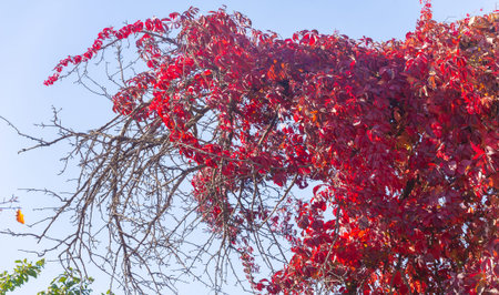 Autumn leaves on the branches of trees. Autumn leaves fall like gold, like a rainbow, as the winds...