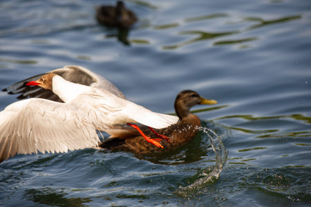 Ducks and seagulls share the same habitat in a pond Both bird species can swim in the water The pond is a natural habitat for ducks and seagullsの写真素材