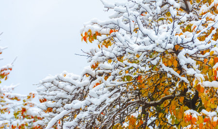 The first snow fell on autumn leaves. With the first autumn colds, life will begin anew