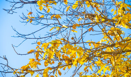 Autumn leaves on the branches of trees. Mumannoe, cloudless sky, Indian summer. The leaves are...