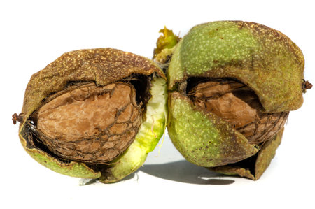 Walnut. If you can't make a cup of walnuts, you have no soul