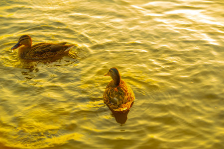 Enjoy the serene beauty of the ducks swimming in the river. Experience serenity and relaxation as you watch the setting sun. Create your own peaceful moment with this serene scene.の写真素材