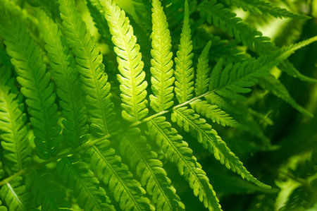 Experience the beauty of nature with fern leaves. Discover the vibrant green color that symbolizes...