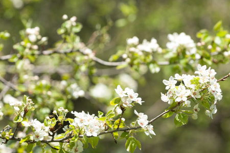 Spring in the mountains The majesty of the mountains is magical all year round: spring with blooming flowers summer with lush green trails autumn with blazing foliage winter with snow-capped peaksの写真素材