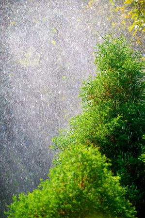Nature's beauty comes alive with summer rain Lush green leaves create a refreshing and vibrant...