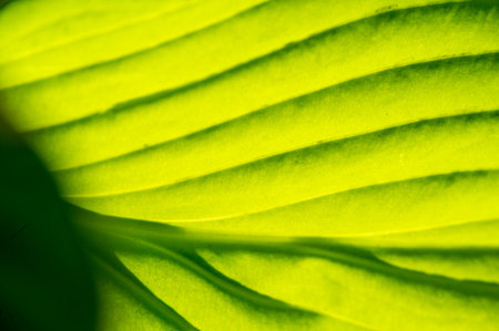 Exquisite hosta leaves with intricate veining. A green masterpiece that will leave you breathless.の写真素材