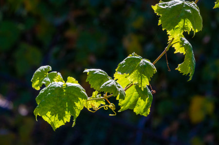 Stay rooted and resilient with the delightful vine Nurture your growth into the light Find daily reminders to care for nature and the environment.の写真素材