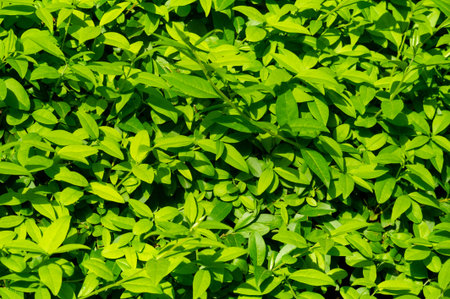 green hedge. Symbol of nature and environmental sustainability Represents growth, balance and...