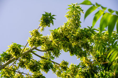 green maple tree leaf. Natural symbol of growth and renewal Represents harmony and balance in nature...