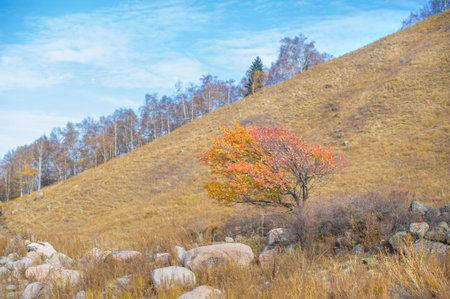 Experience the beauty of the Tien Shan Mountains. Explore birch trails and rocky wonders. Find tranquility among the breathtaking pine trees. Embark on an exciting outdoor adventure.の写真素材