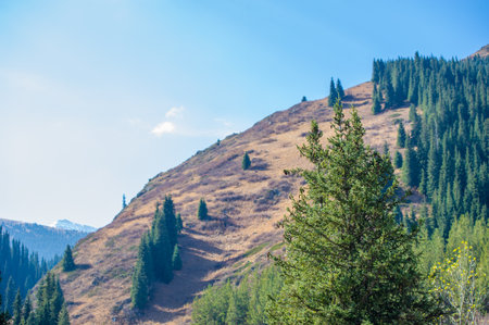 Immerse yourself in a paradise of vibrant fall colors. Feel how the Tien Shan comes to life with the shades of autumn. Be captivated by the contrasting palette of nature's symphony.の写真素材