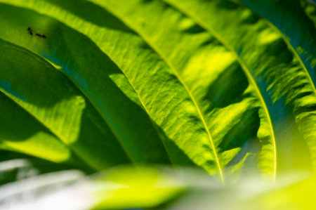 Experience the mesmerizing beauty of hosta leaves Create a calming oasis for your eyes and soul Immerse yourself in a world of tranquility with Green Sanctuaryの写真素材