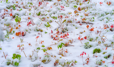 The first snow fell on autumn leaves. In the garden, autumn is truly the crown of the year, bringing us the fruits of months of thought, care and hard work. until Novemberの写真素材