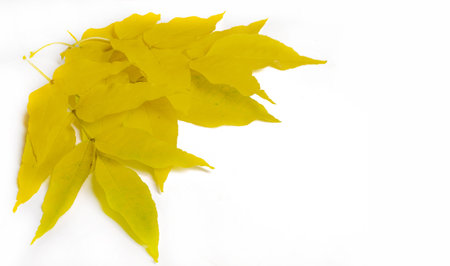 autumn, sketch of autumn in the photo, yellow burgundy red leaves, summer petition, joyful picturesの写真素材