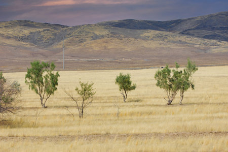 prairie, plain, desert. In a world of infertility, a lonely tree wins hearts with its enduring...