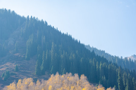 Experience the beauty of autumn in a stunning mountain forest. Take a walk among the tall Tien Shan fir trees with green crowns. Immerse yourself in a mesmerizing canvas of colors.の写真素材
