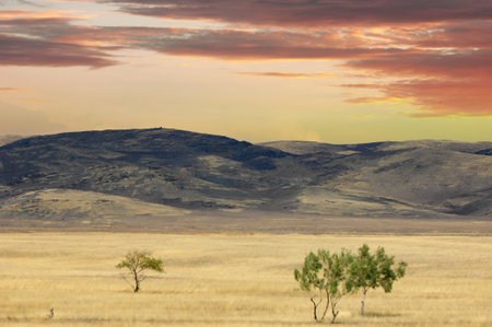 prairie, plain, desert. I came across an oasis of strength of solitude, where a lonely tree stands...
