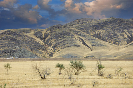 prairie, plain, desert. Travel through the unknown realms of a desert wonderland, where a lone tree stands tall as a symbol of resilience and harmony with nature. Nature Nurturesの写真素材