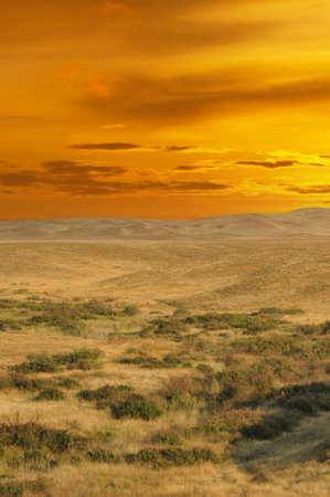 Steppe, prairie, plain, pampa. A breathtaking tapestry of flowers creates a tranquil scene in a field bathed in evening sun. The Splendor of the Sunset The Beauty of Natureの写真素材