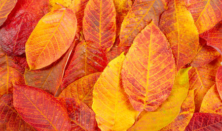 autumn, sketch of autumn in the photo, yellow burgundy red leaves, joyful pictures