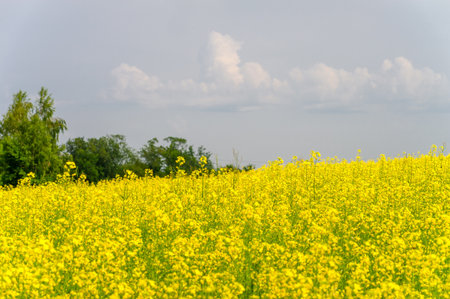 Yellow field where rapeseed is grown. Rapeseed is the main source of vegetable oil and protein flour worldwide. Can be used in various industries such as food, biofuels and animal feed.の写真素材