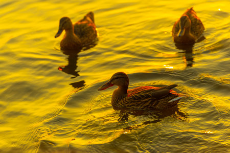 Relax as you watch the serene scene of ducks swimming in the river. Watch the setting sun create a beautiful backdrop for tranquility. Enjoy a relaxing moment surrounded by the beauty of nature.の写真素材