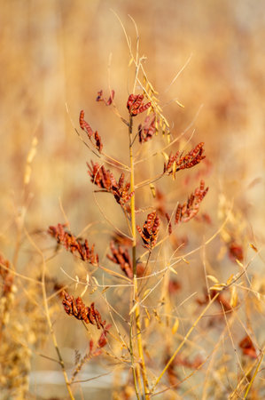 Step into the enchanting kingdom of the steppe and admire the unique beauty of the medicinal herb licorice. Its leaves have acquired a warm, velvety brown color, Magic of the Steppe Nature Medicineの写真素材