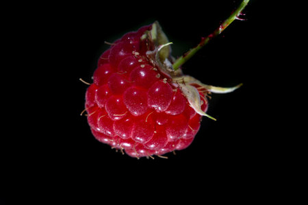 Raspberry. In late summer, native raspberries make their way from the fields to your refrigerator in...