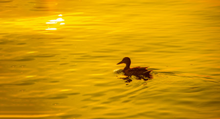 Enjoy the tranquility while watching the ducks swimming in the river. The setting sun creates a serene backdrop for relaxation. Take a moment to relax and enjoy the beauty of nature.の写真素材