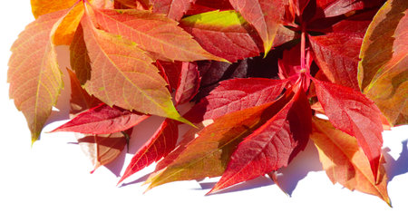 Autumn leaves on a white background.