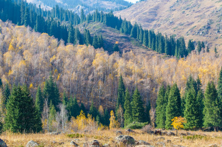 Nestled among picturesque mountains, this enchanting forest transforms into an autumn wonderland. Tien Shan spruce trees depicting a kaleidoscope of colors,の写真素材