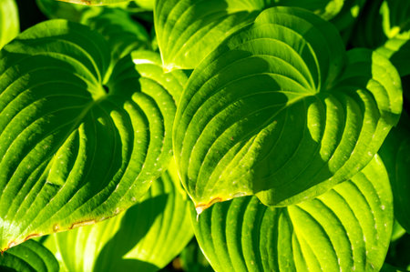 Immerse yourself in a world of tranquility with the mesmerizing beauty of hosta leaves! Intricate patterns and shades of green create a soothing oasis for the eyes and soul. Green Sanctuaryの写真素材