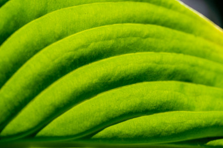 Experience the mesmerizing beauty of hosta leaves Create a soothing oasis for your eyes and soul Immerse yourself in a world of tranquility Discover the intricate patterns and shades of green.の写真素材
