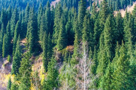 Nature's Canvas Immerse yourself in the breathtaking beauty of the autumn splendor of the Tien Shan....