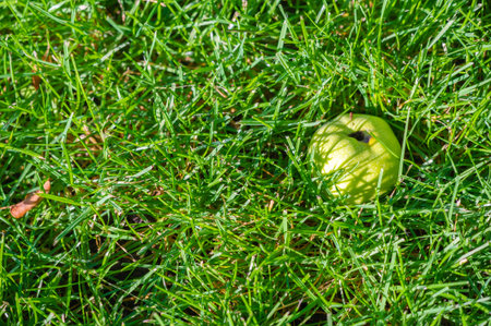 Apples. In fact, there was no chocolate in ancient Greece, but Aphrodite loved apples. It was her sacred fruit, perhaps because it was beautiful and sweet, just like herself.の写真素材