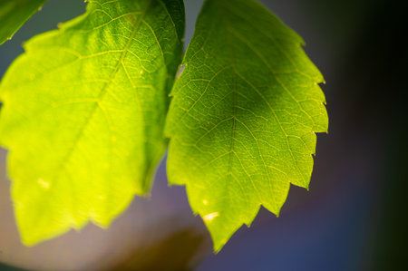 Unique and natural taste Rich in antioxidants and vitamins Supports healthy digestion and immune system Ideal for hot or iced teaの写真素材