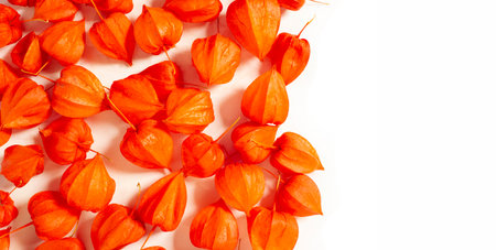 Physalis common bladder cherry, Chinese lantern, Japanese lantern, Groundcherry strawberry, Japan, its bright and lantern-like fruit cups make up a traditional part of the Bon festivalの写真素材