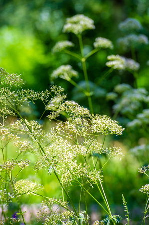 Anthriscus sylvestris, known as cow parsley, wild chervil, wild beaked parsley, Queen Anne's lace or...
