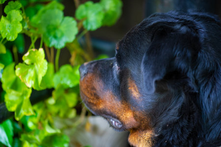 Fearless and authoritative guardian Quietly radiates a sense of power The embodiment of the essence of Rottweiler lifeの写真素材